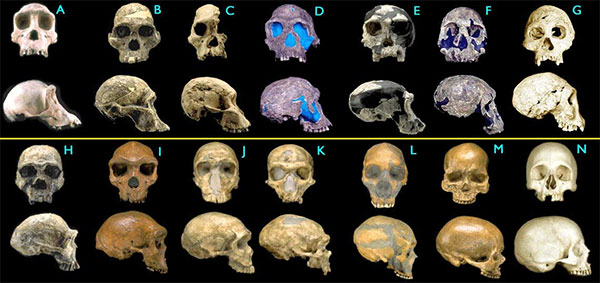 . A —  , B–C —   (2,6–2,5  ), D–E —   (1,9–1,8  ), F — Homo rudolfensis (1,8  ), G —    (1,75  ), H — Homo ergaster (1,75  ), I — Homo heidelbergensis (300–125 . ), J–L —  (70–45 . ), M —  (30 . ), N —  . Images © 2000 Smithsonian Institution
