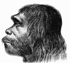 Неандертальцы: оставили ли они свой генетический след?